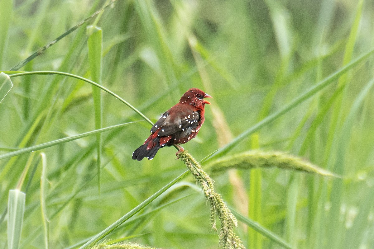 Red Avadavat - ML641850270