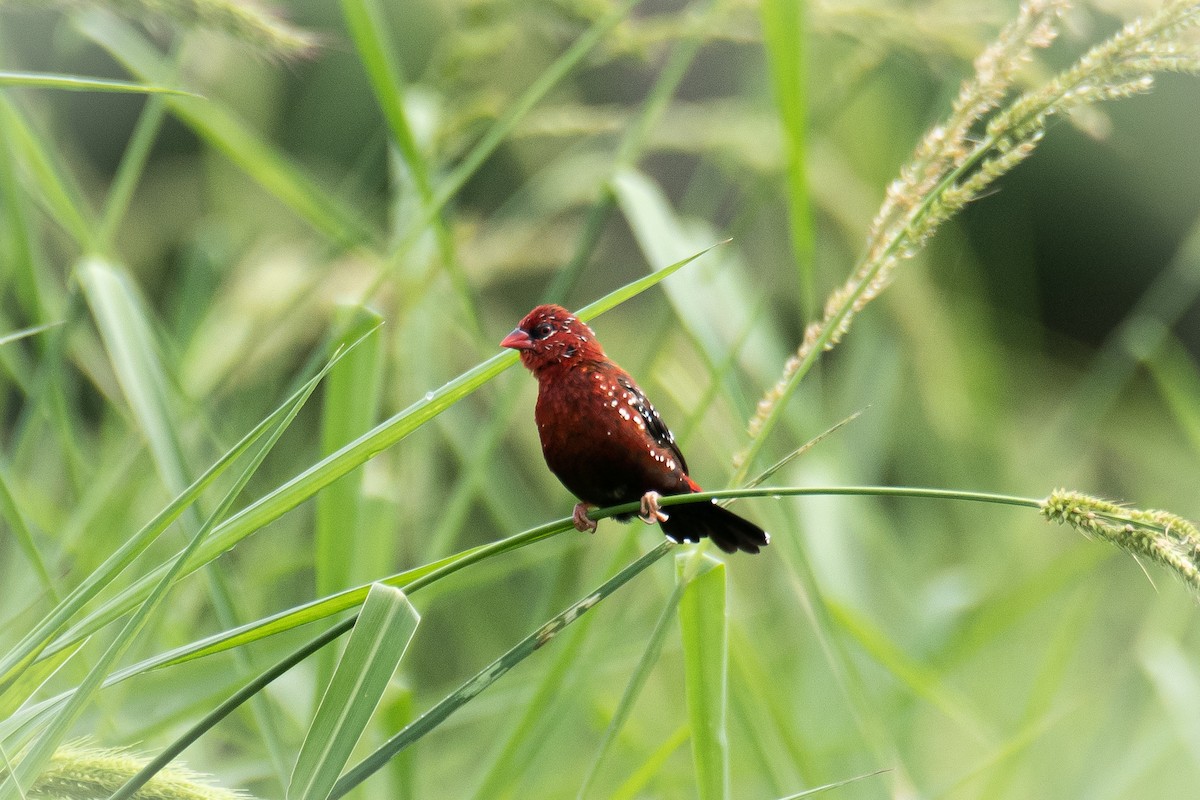 Red Avadavat - ML641850271