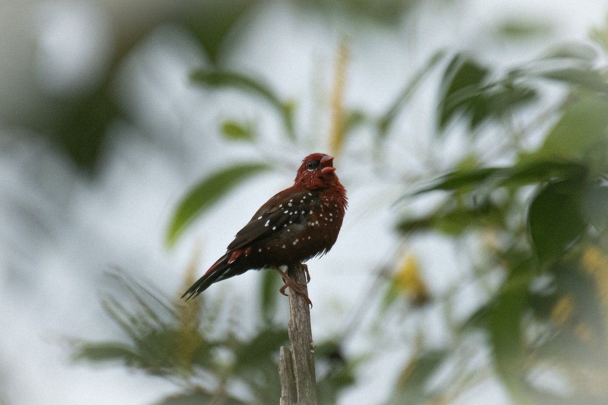 Red Avadavat - ML641850272