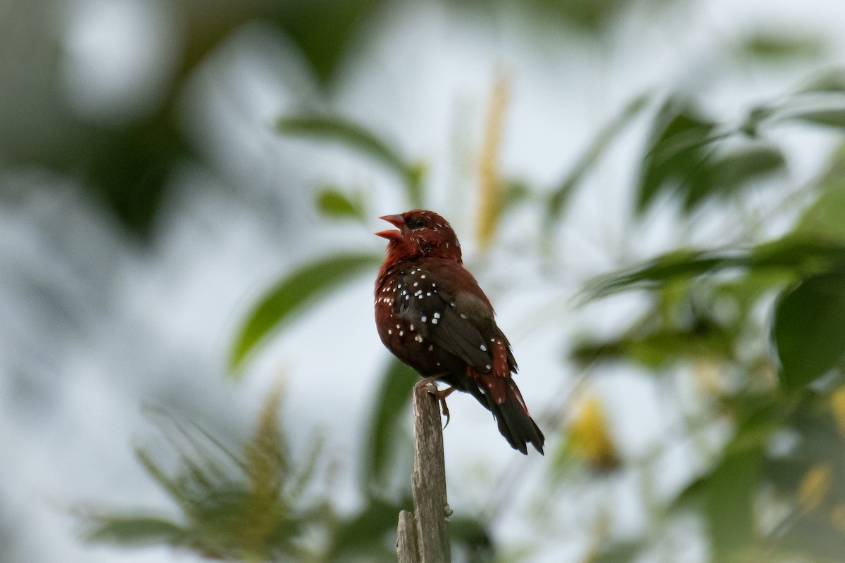 Red Avadavat - ML641850273