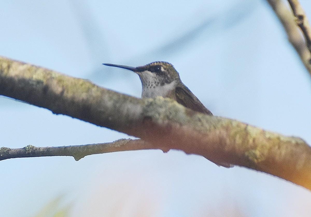 Ruby-throated Hummingbird - ML641850283