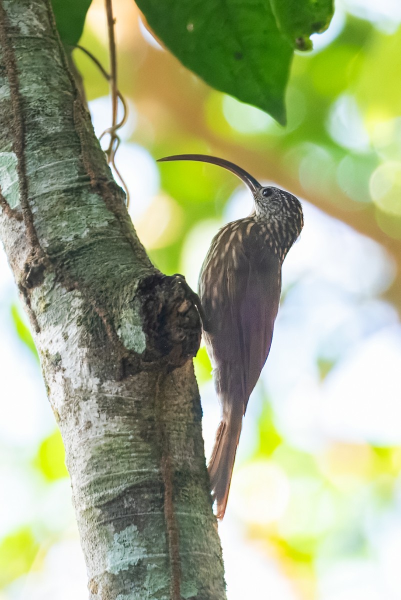 Xingu Scythebill - ML641850292