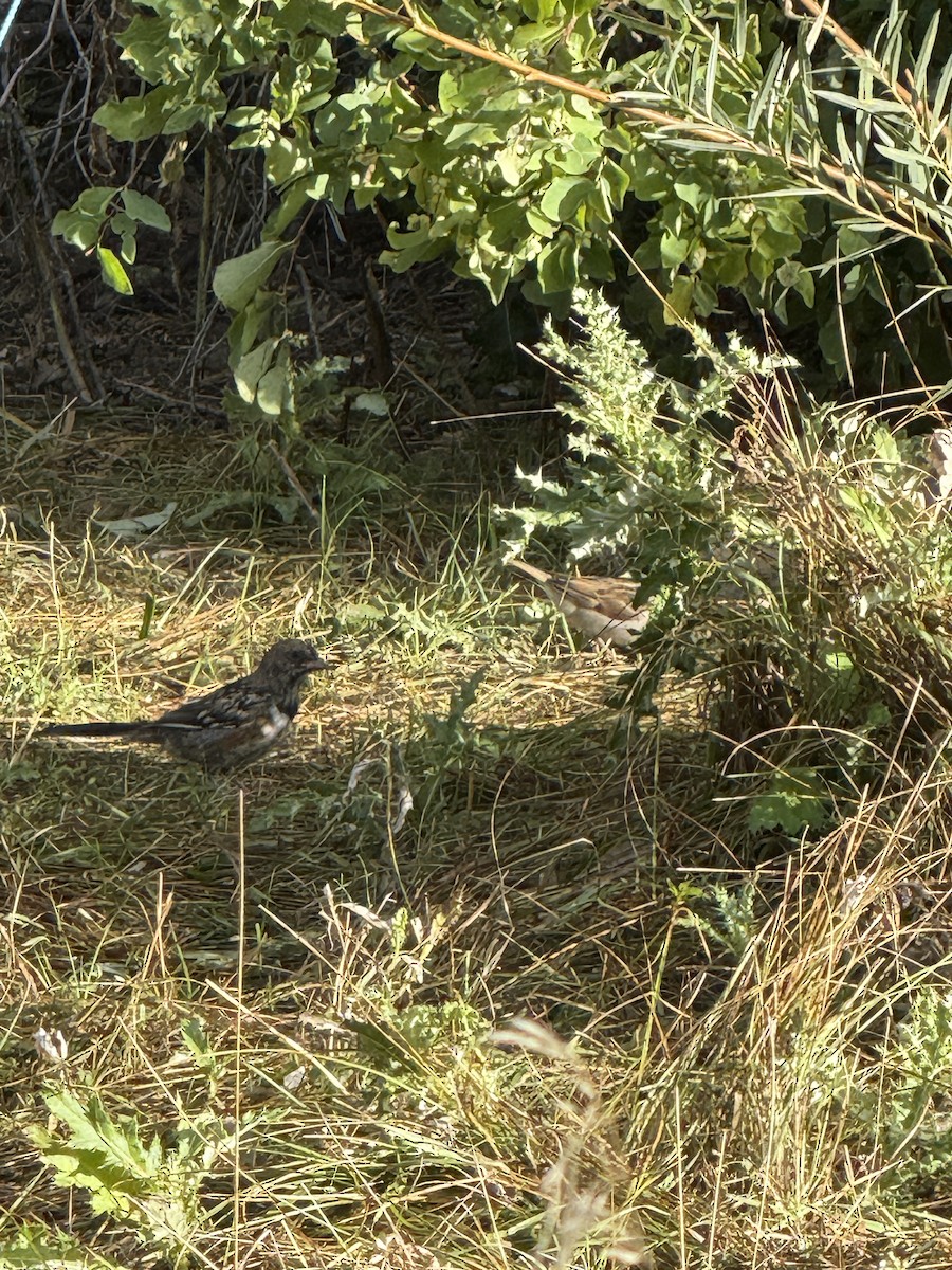 Spotted Towhee - ML641850294