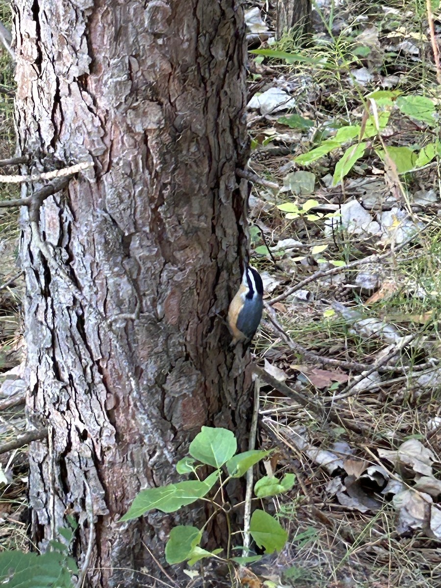 Red-breasted Nuthatch - ML641850296