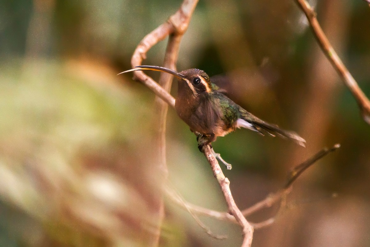 Карликовый колибри-отшельник - ML64185031