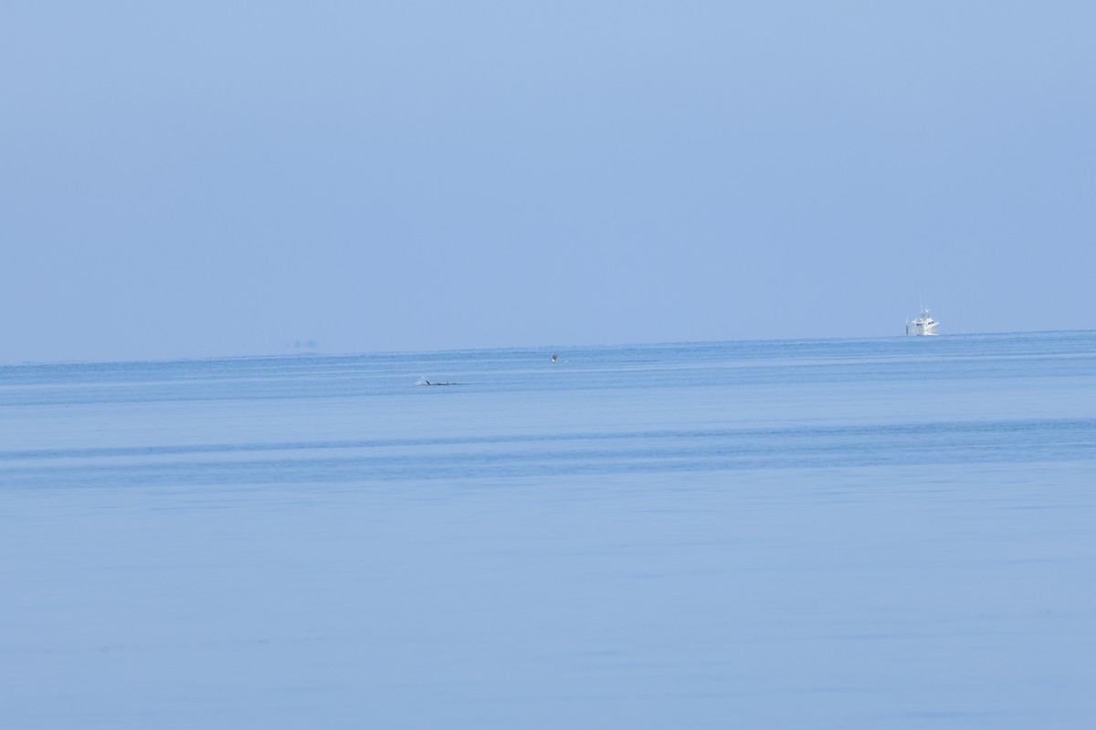 Northern Gannet - ML641850348