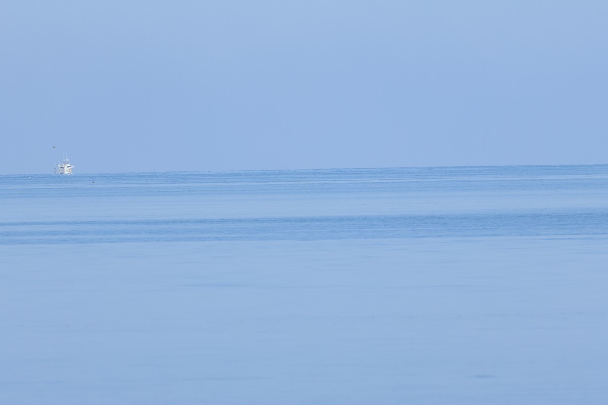 Northern Gannet - ML641850349