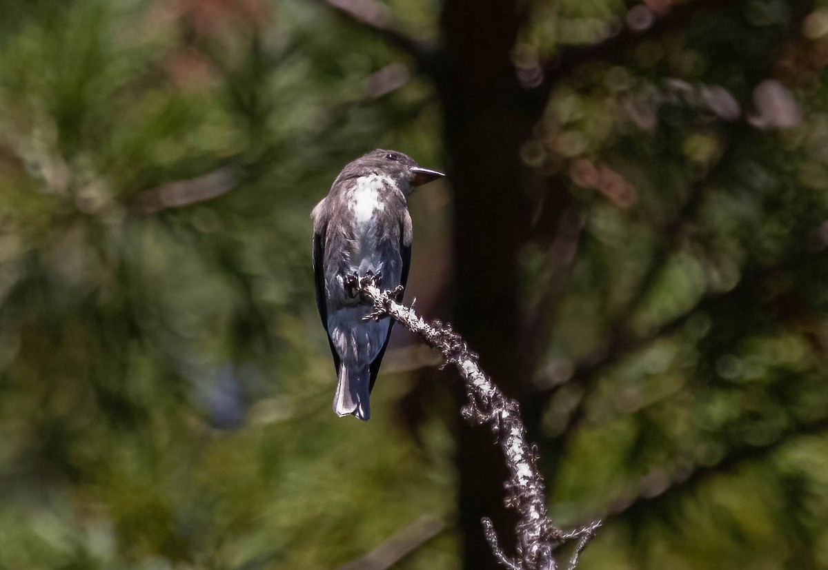 Olive-sided Flycatcher - ML641850352