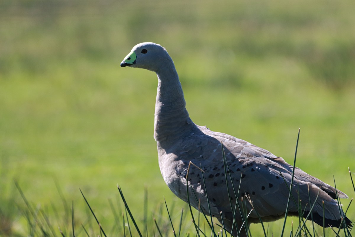 Cape Barren Goose - ML641850361