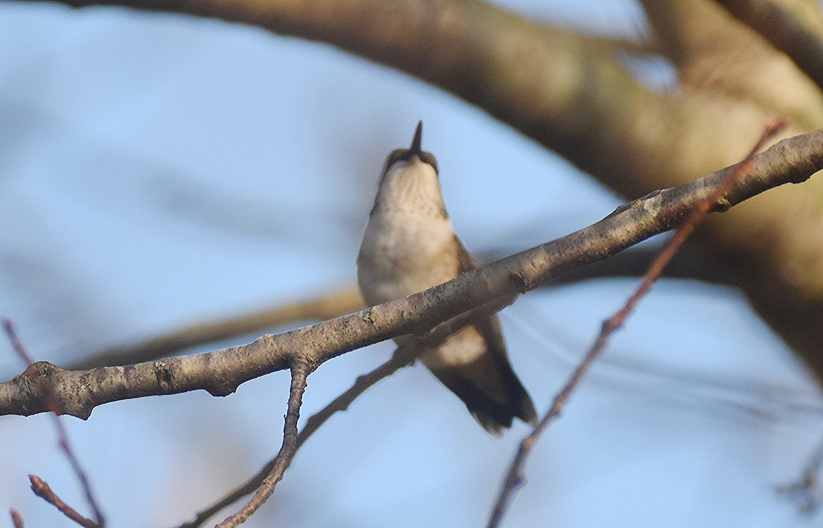 Ruby-throated Hummingbird - ML641850367