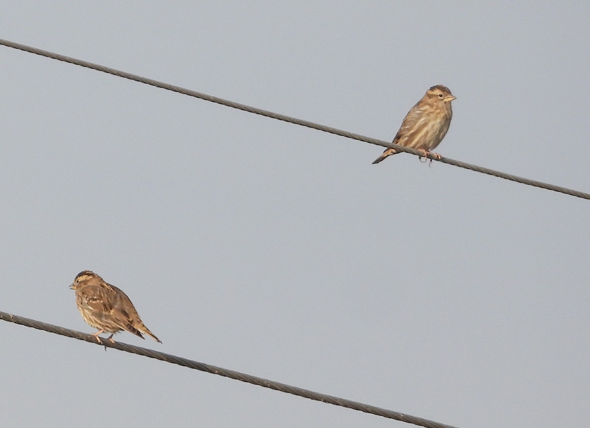 Rock Sparrow - ML641850390