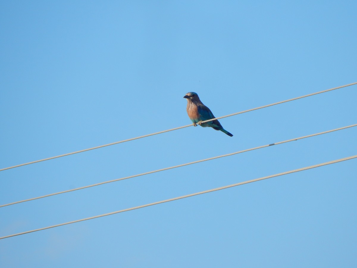 Indian Roller - ML641850402