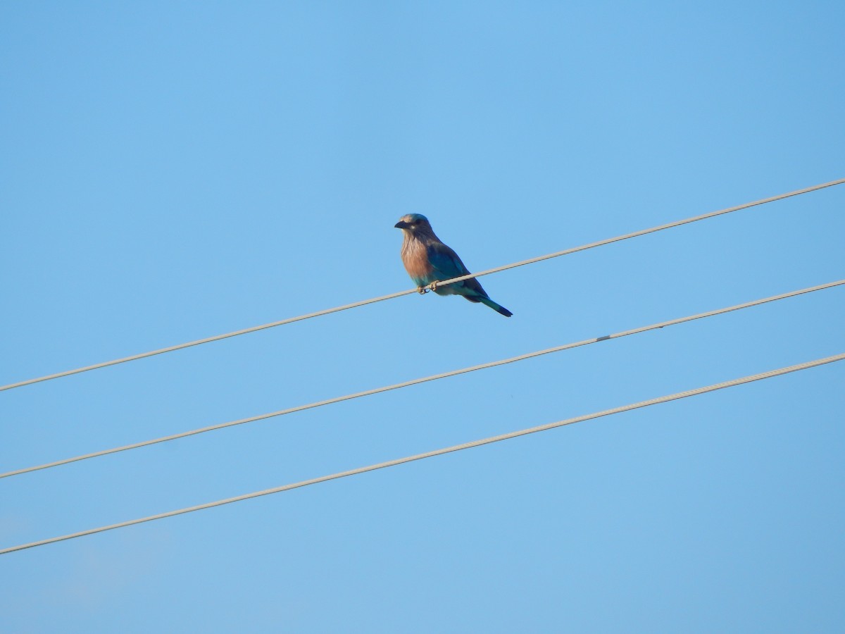 Indian Roller - ML641850406