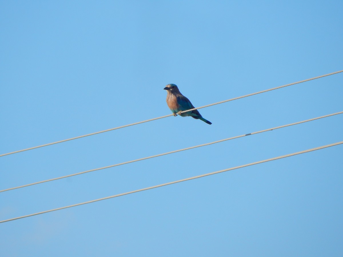 Indian Roller - ML641850410
