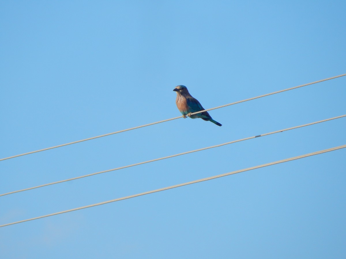 Indian Roller - ML641850412