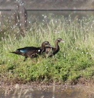 moskusand (domestisert knoppand) - ML641850414