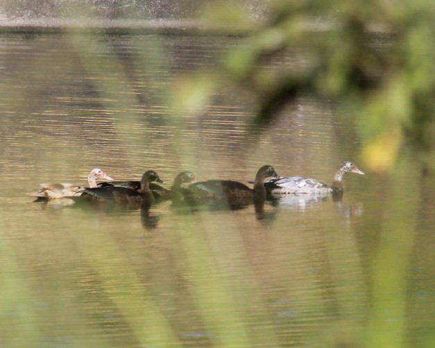 moskusand (domestisert knoppand) - ML641850415