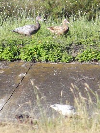 moskusand (domestisert knoppand) - ML641850416