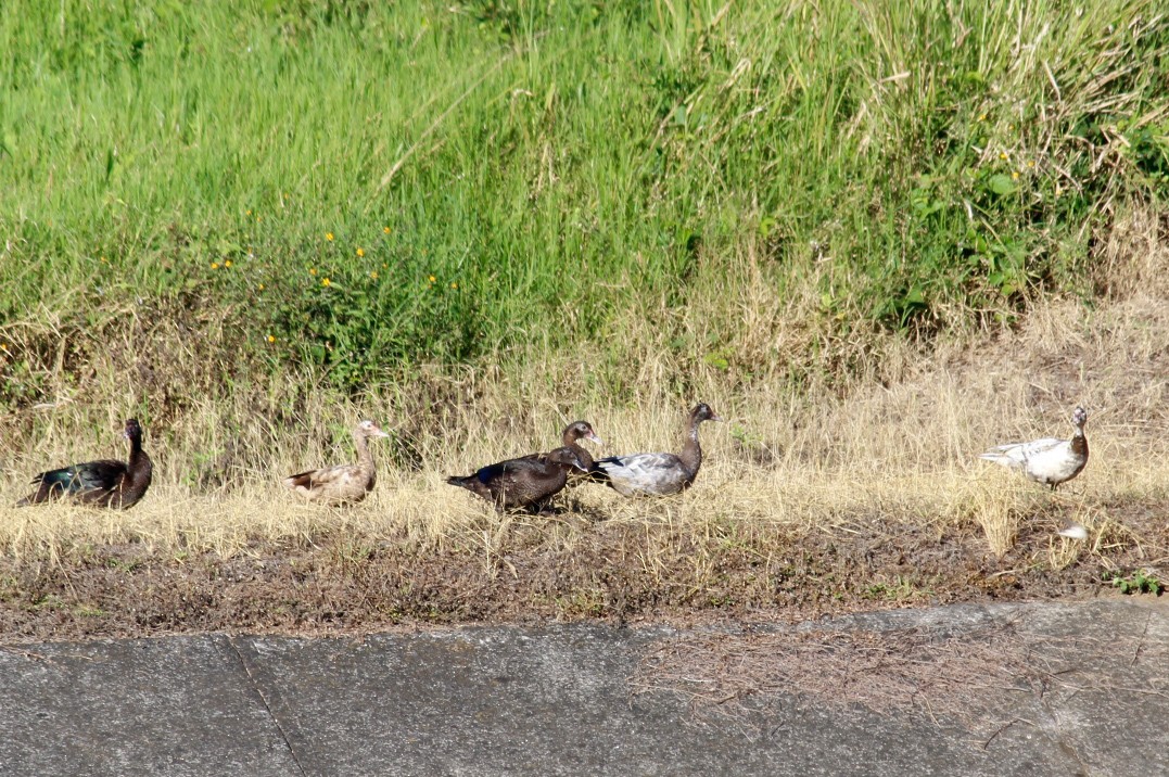 moskusand (domestisert knoppand) - ML641850417