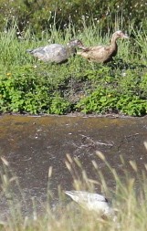 moskusand (domestisert knoppand) - ML641850418