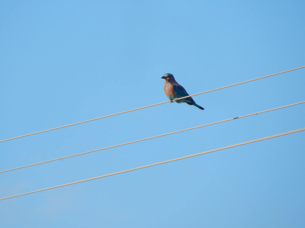 Indian Roller - ML641850419