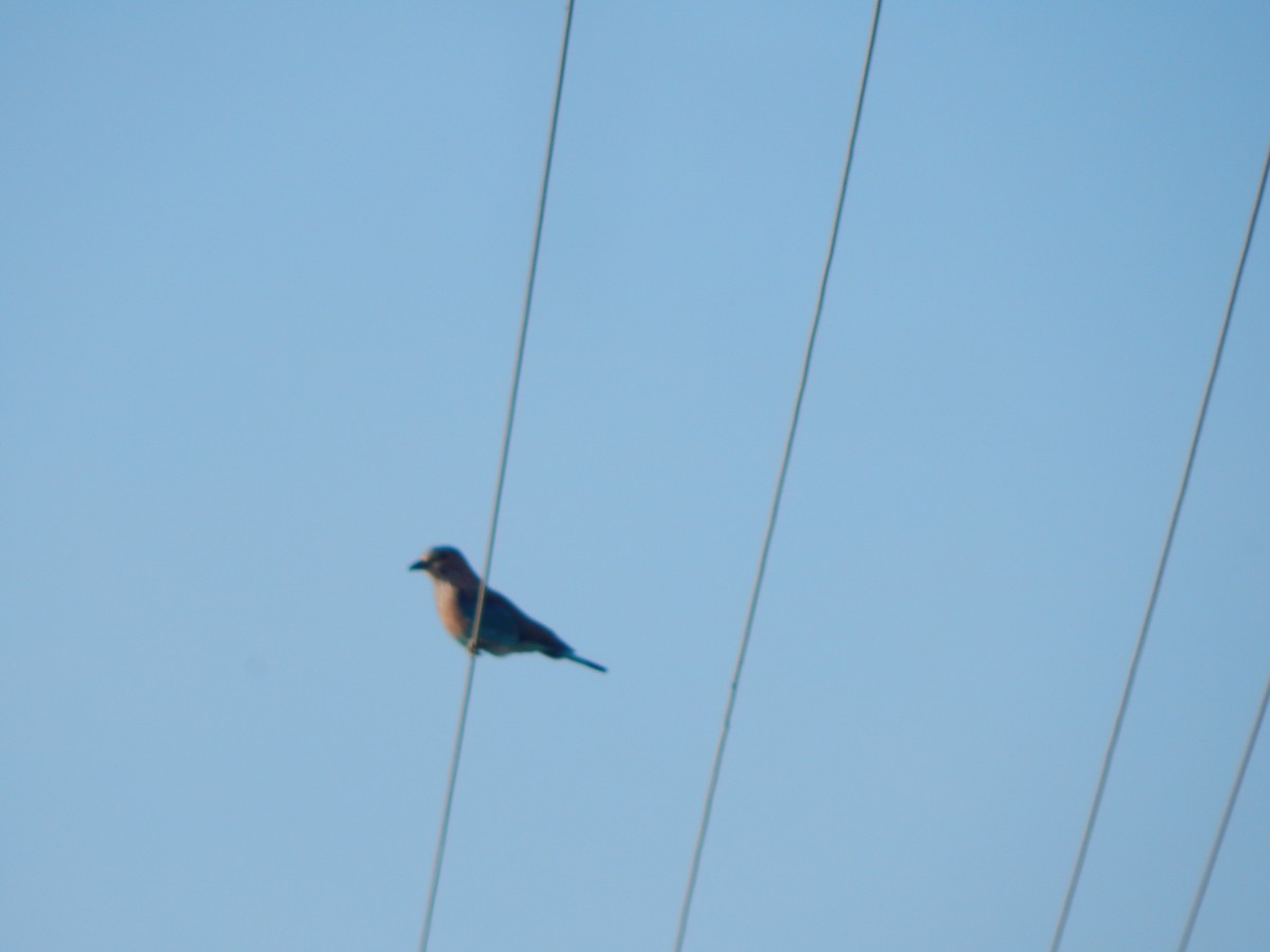 Indian Roller - ML641850420