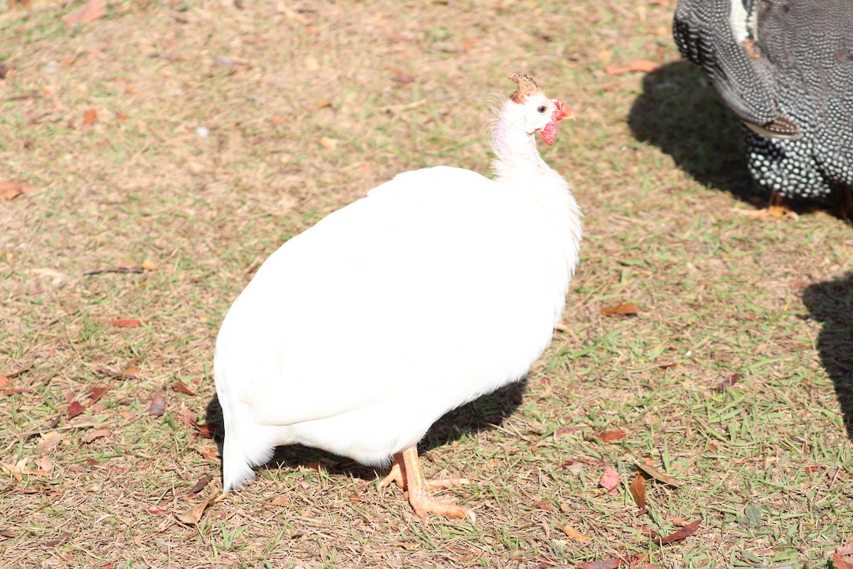 Helmeted Guineafowl (Domestic type) - ML641850427