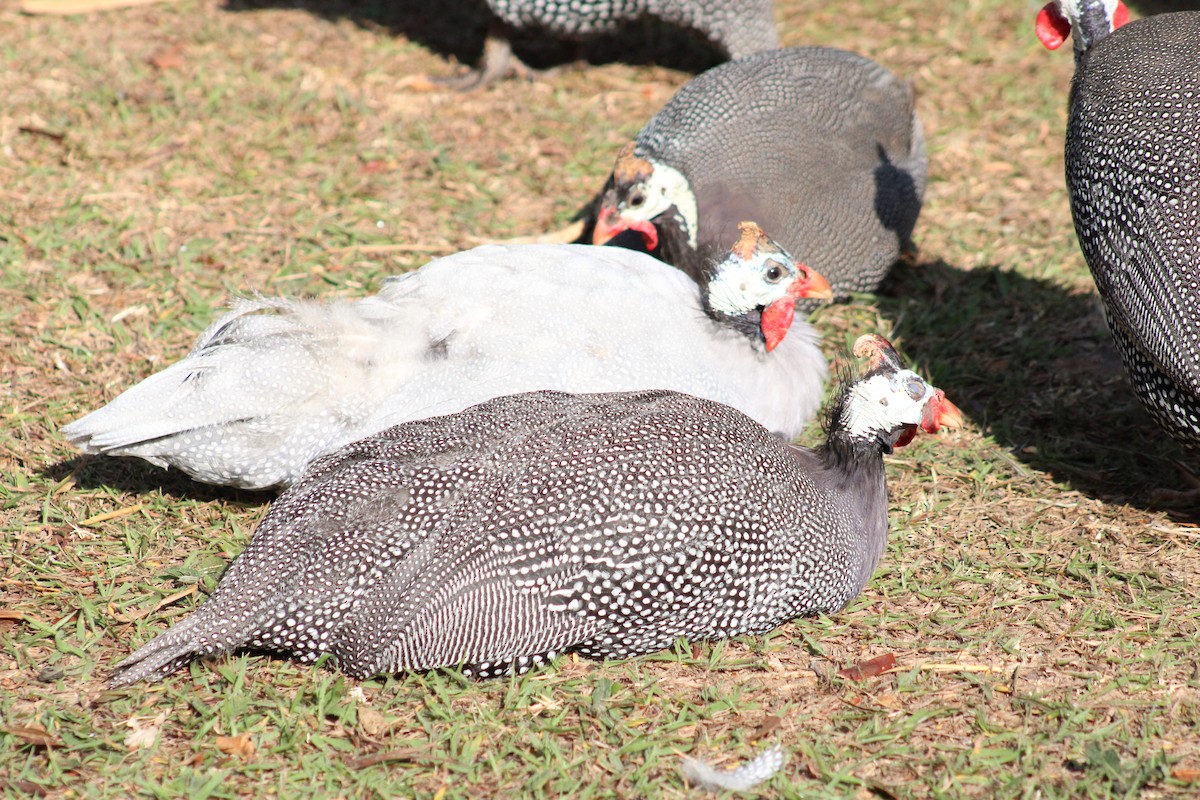 Helmeted Guineafowl (Domestic type) - ML641850428