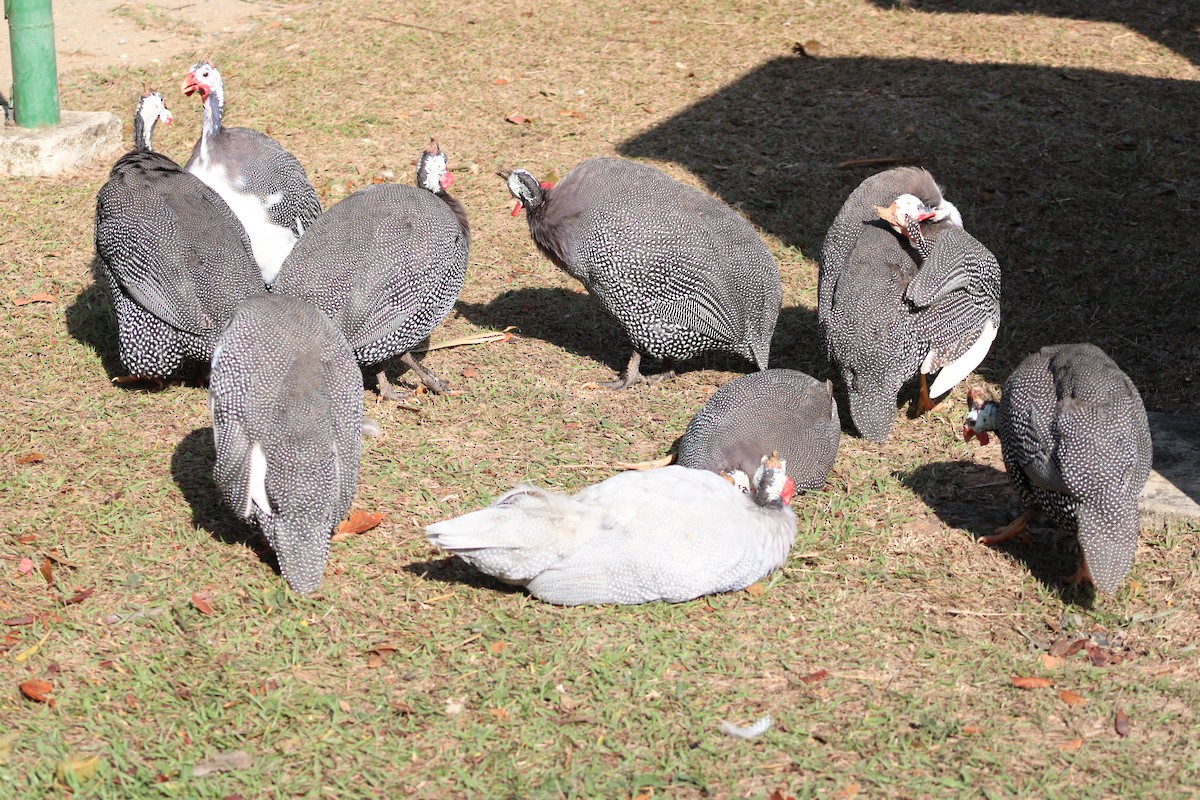 Helmeted Guineafowl (Domestic type) - ML641850430