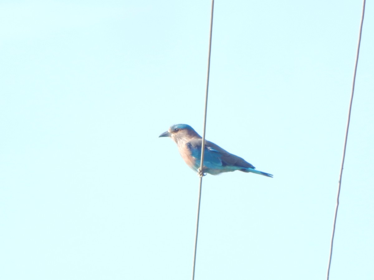 Indian Roller - ML641850432