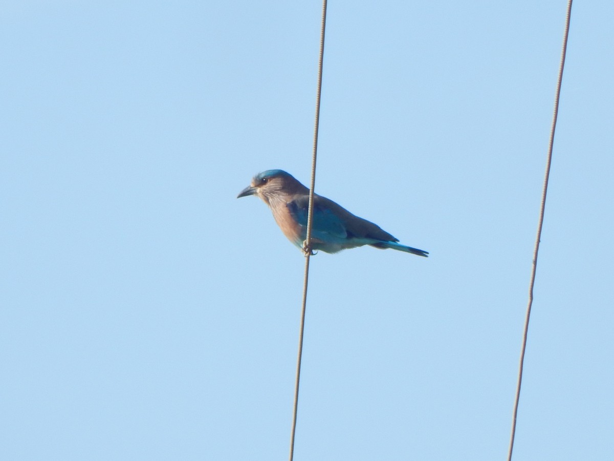 Indian Roller - ML641850434