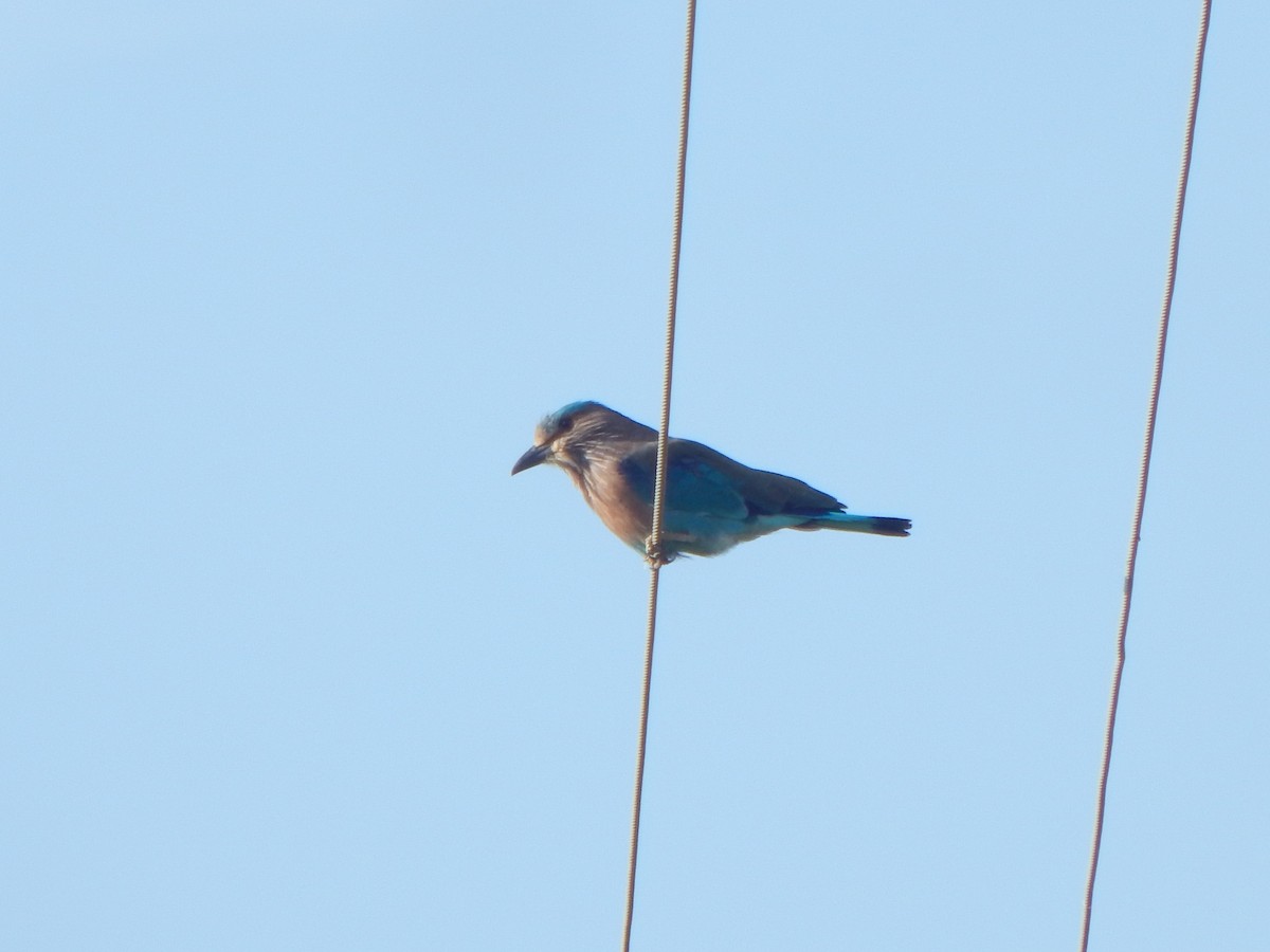 Indian Roller - ML641850435