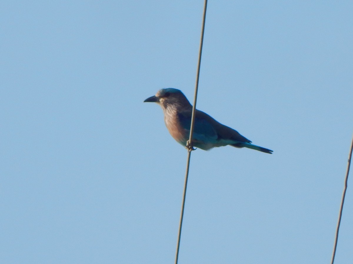 Indian Roller - ML641850436
