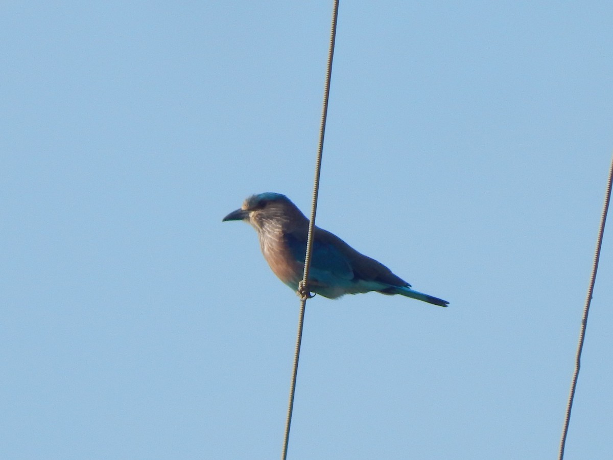 Indian Roller - ML641850437