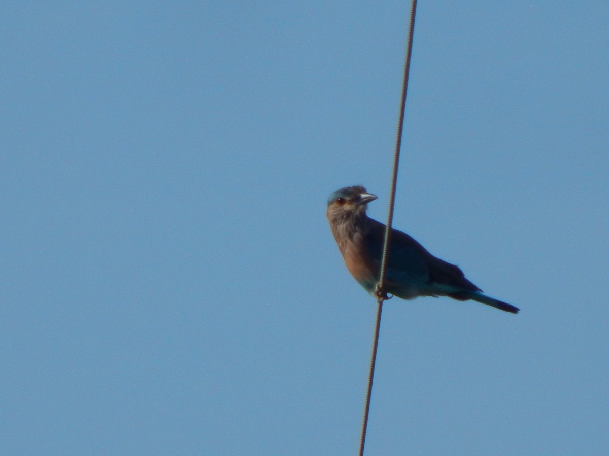 Indian Roller - ML641850439