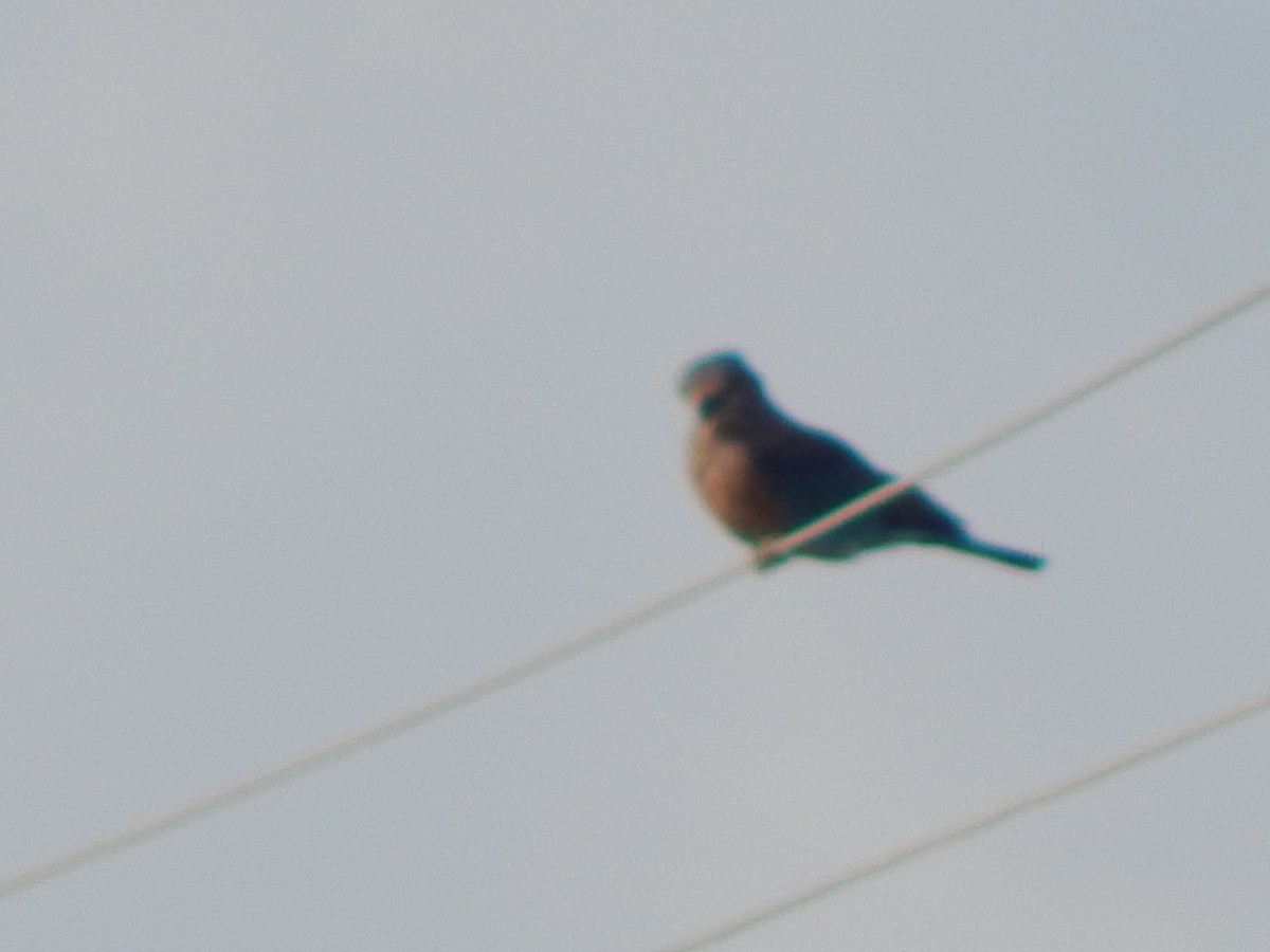 Indian Roller - ML641850444