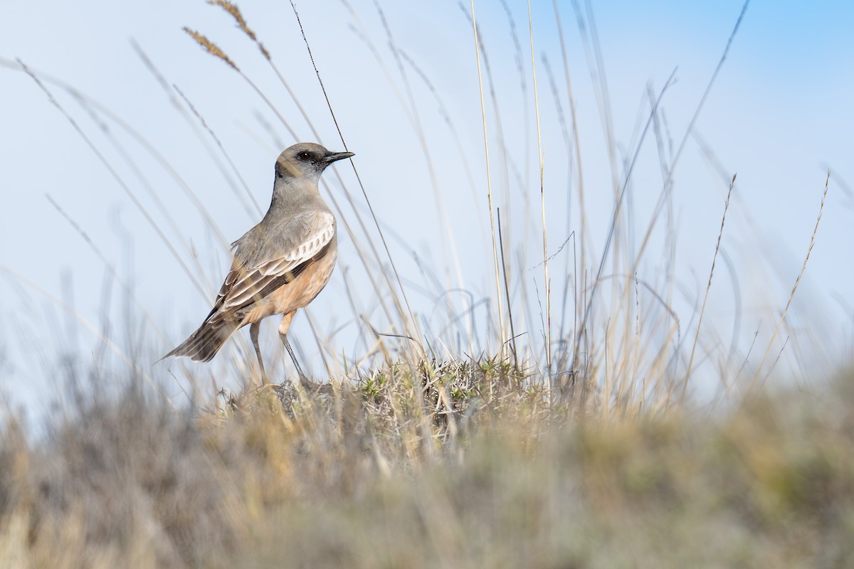 Chocolate-vented Tyrant - ML641850453