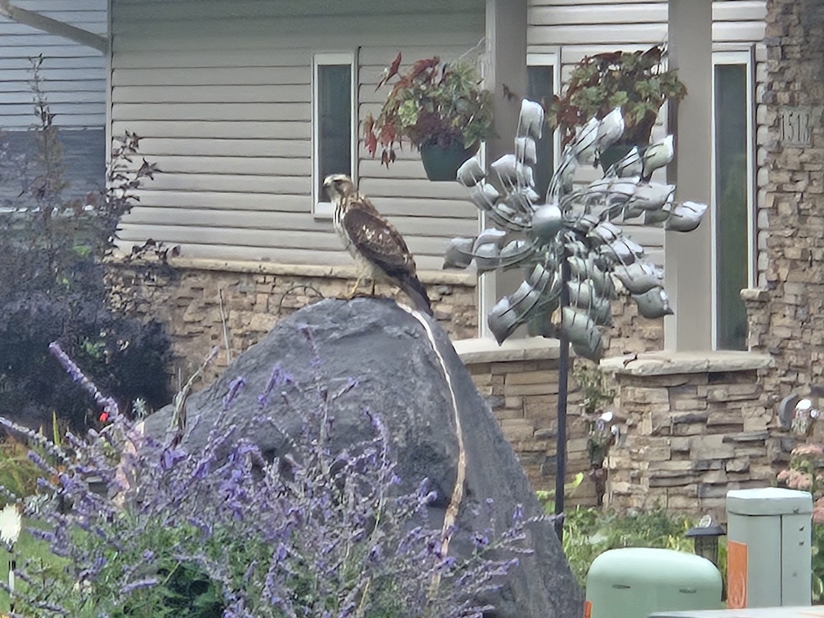 Broad-winged Hawk - ML641850458
