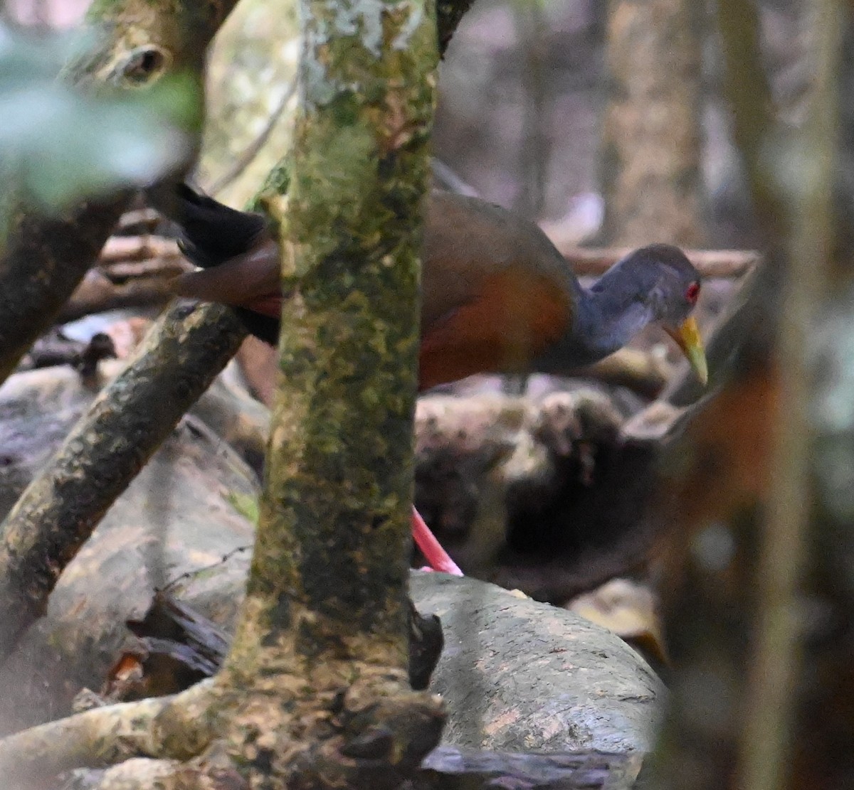 Gray-cowled Wood-Rail - ML641850462