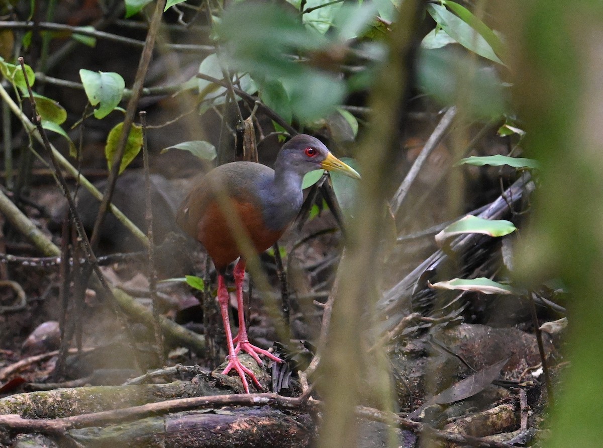 Gray-cowled Wood-Rail - ML641850463