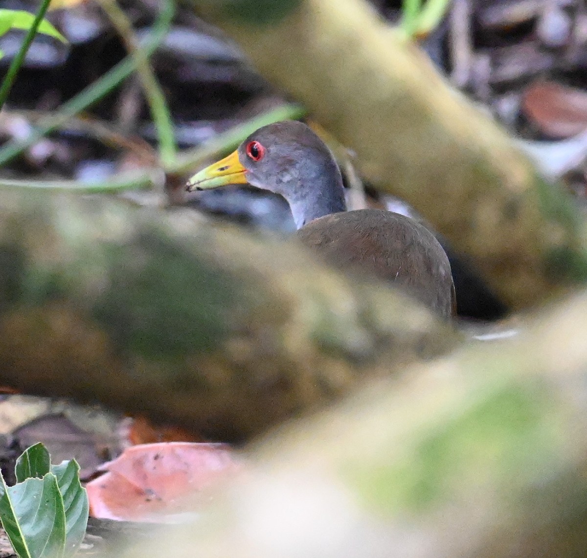 Gray-cowled Wood-Rail - ML641850464