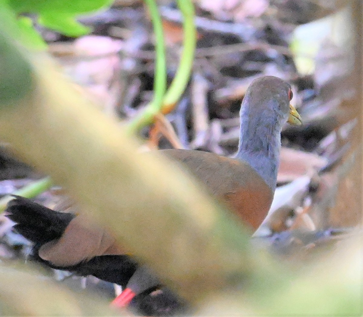 Gray-cowled Wood-Rail - ML641850465