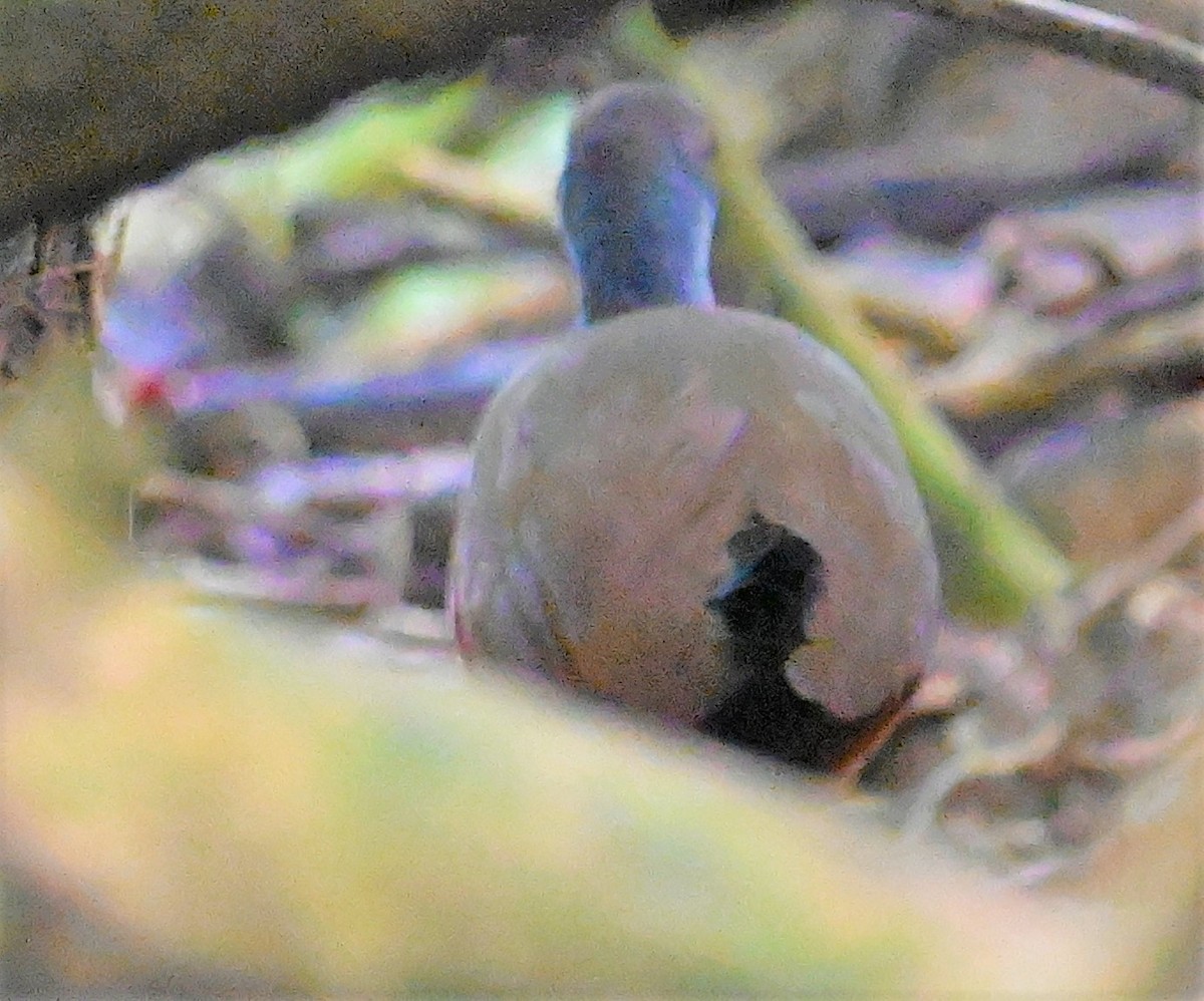 Gray-cowled Wood-Rail - ML641850466