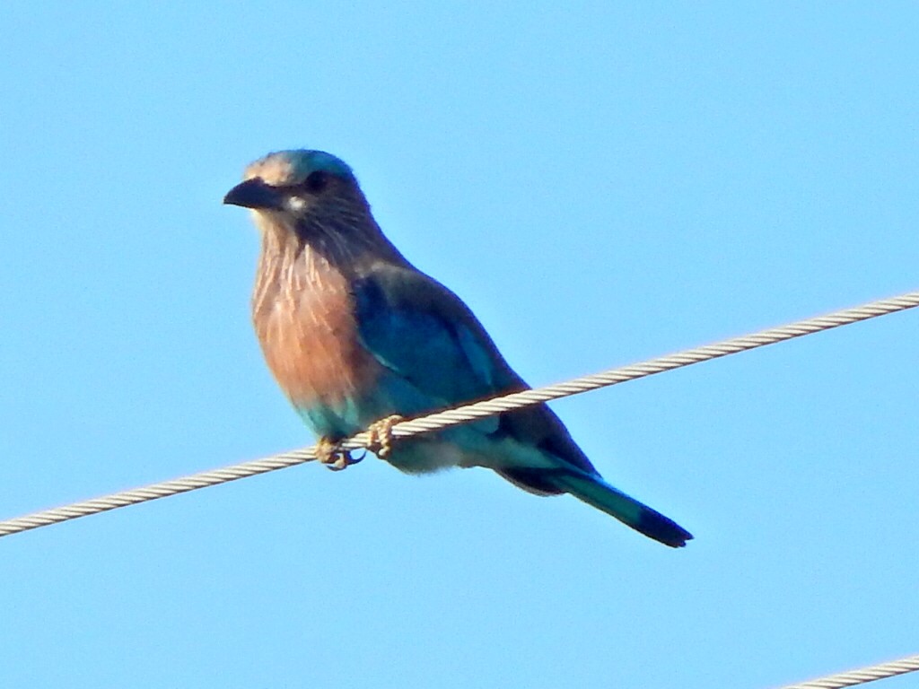 Indian Roller - ML641850474