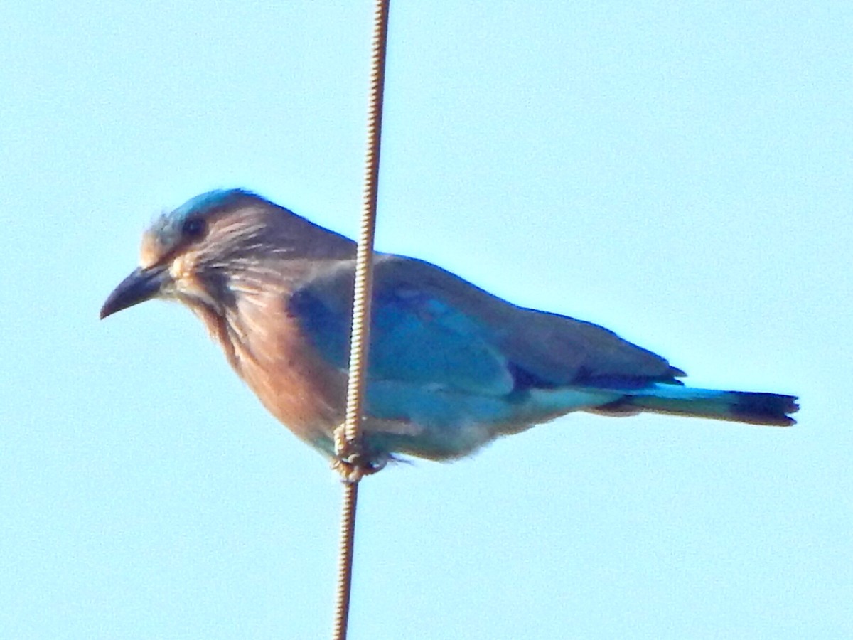 Indian Roller - ML641850475