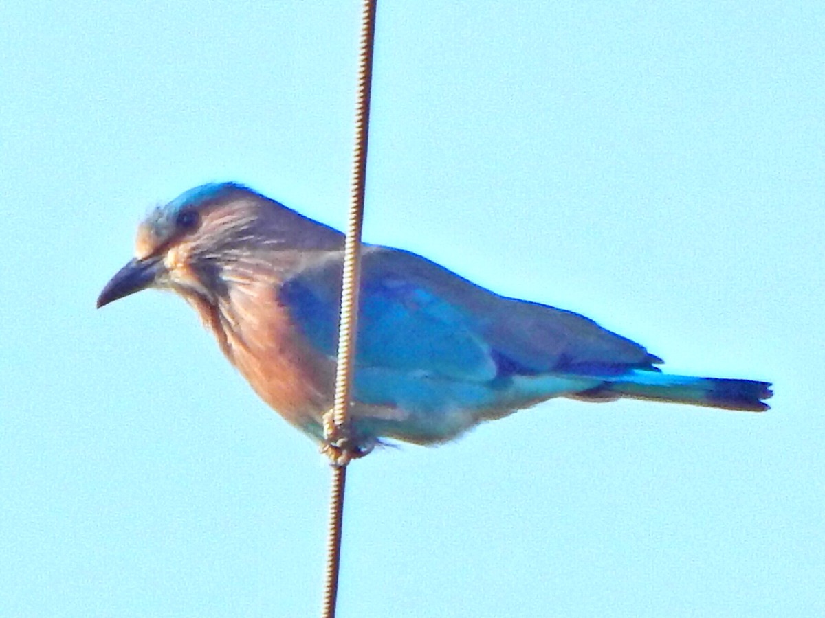 Indian Roller - ML641850476