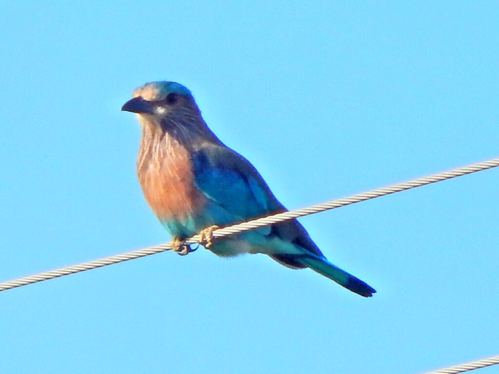 Indian Roller - ML641850477