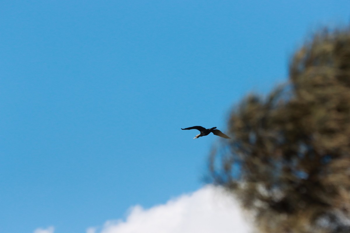 Cormoran noir - ML641850478