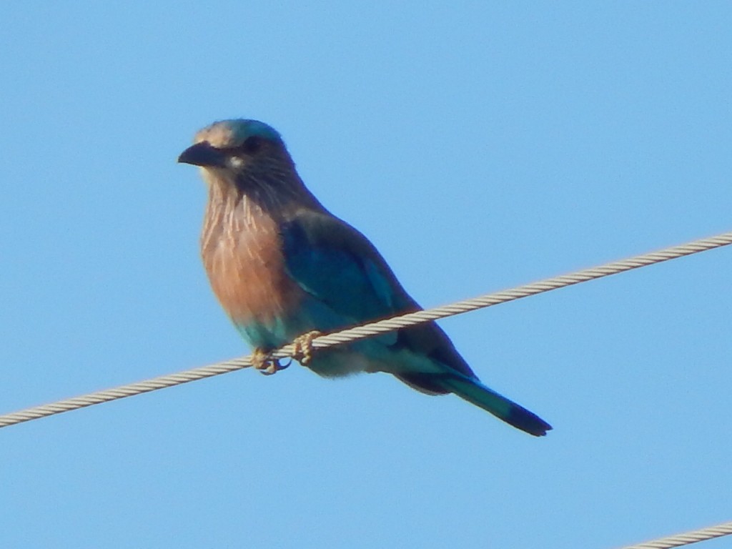 Indian Roller - ML641850480