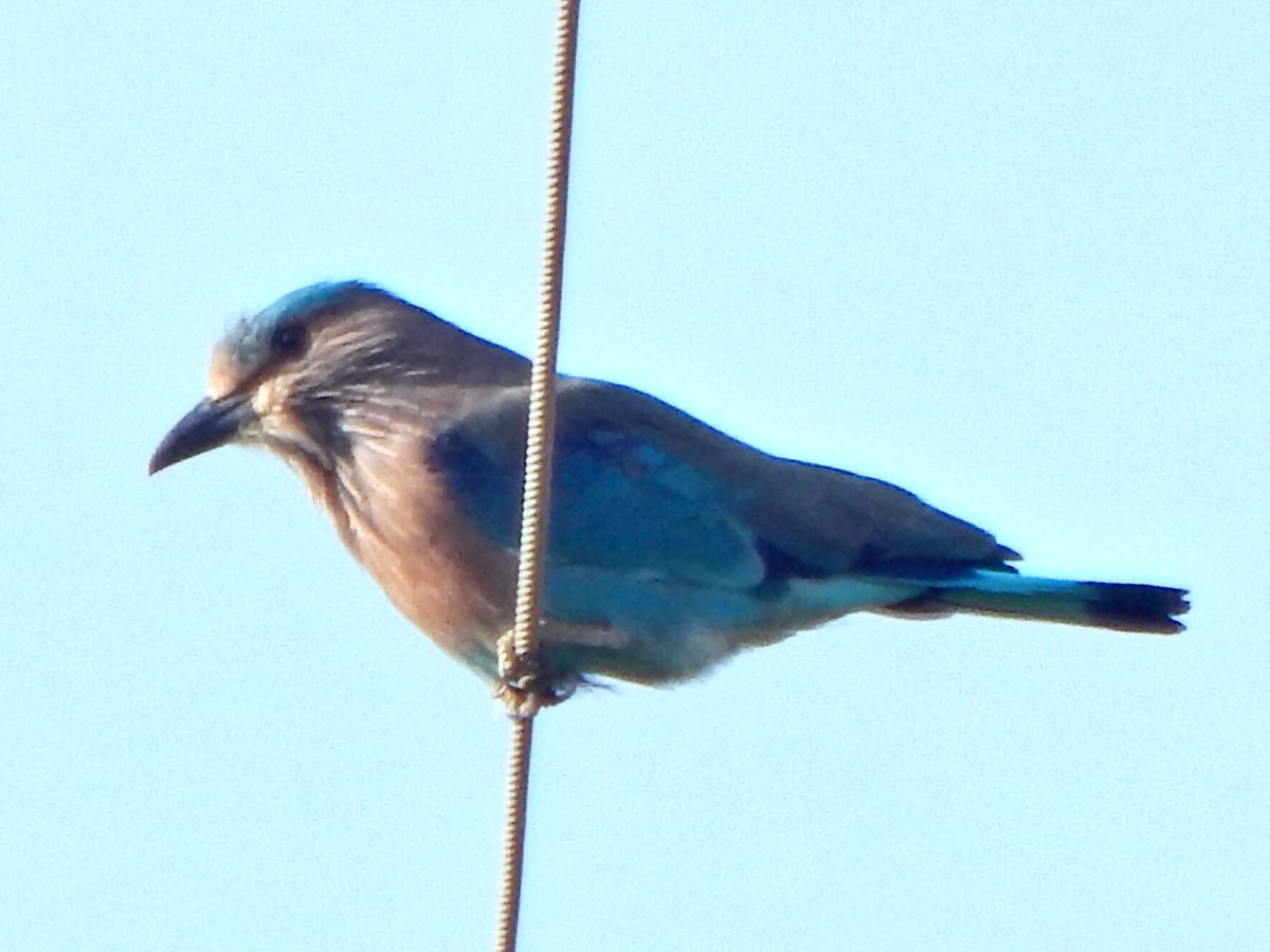 Indian Roller - ML641850483